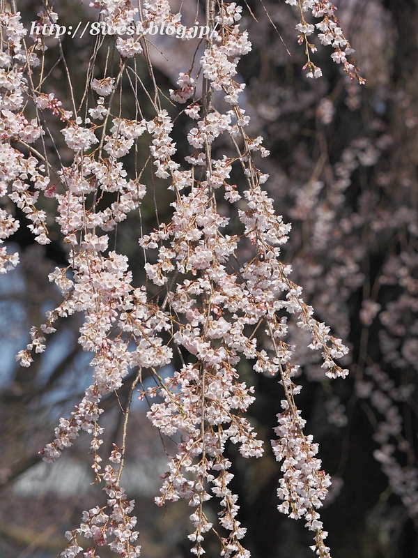 祖霊桜17