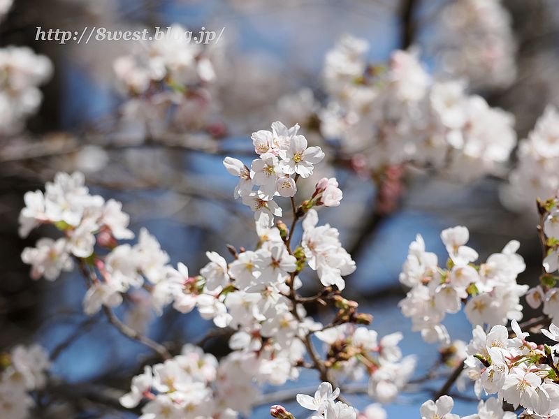 桜1