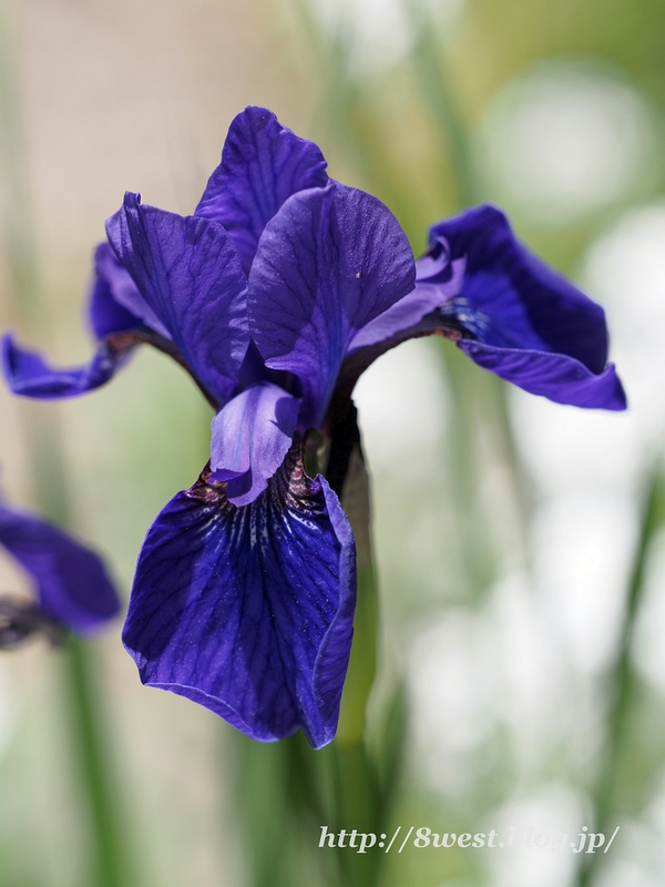アヤメ