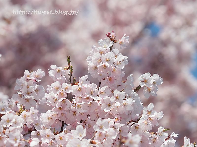 桜43
