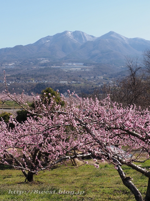 桃と金ヶ岳・茅ヶ岳01