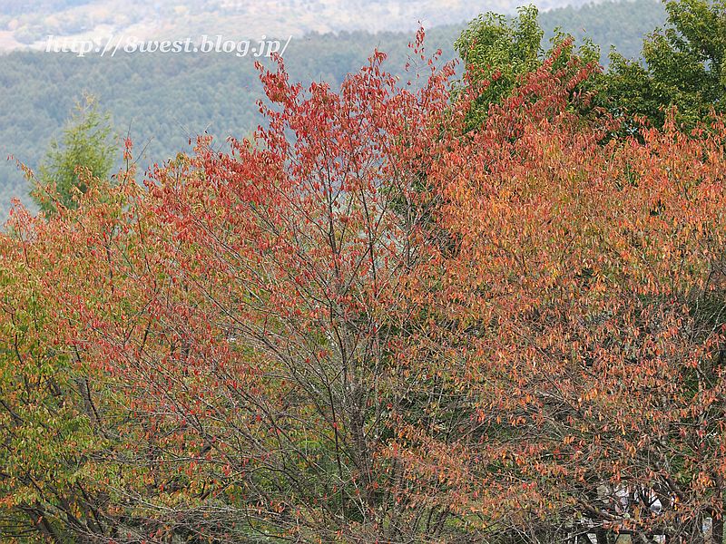 紅葉1