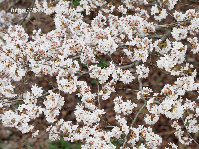 桜3