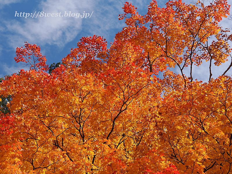 モミジ2