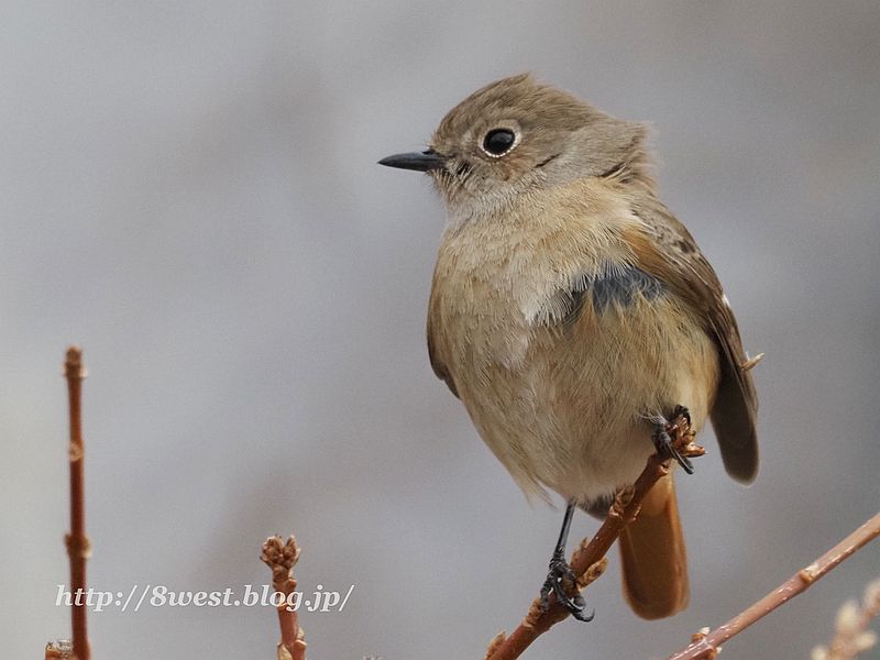 ジョウビタキ9