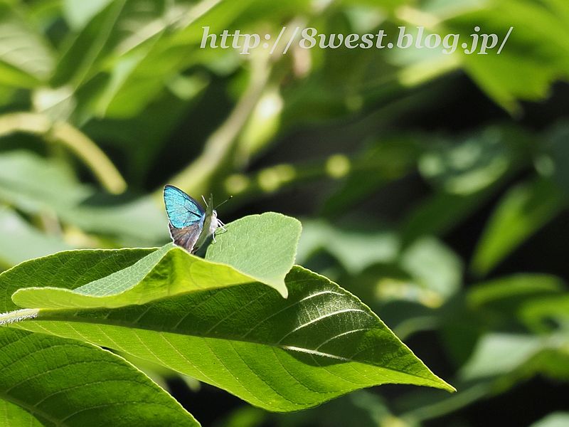 ジョウザンミドリシジミ1