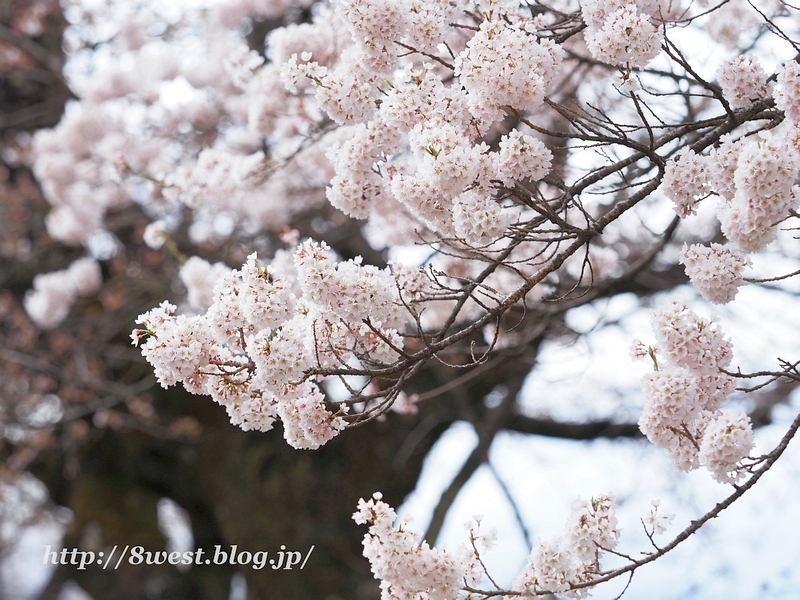 山高神代桜02