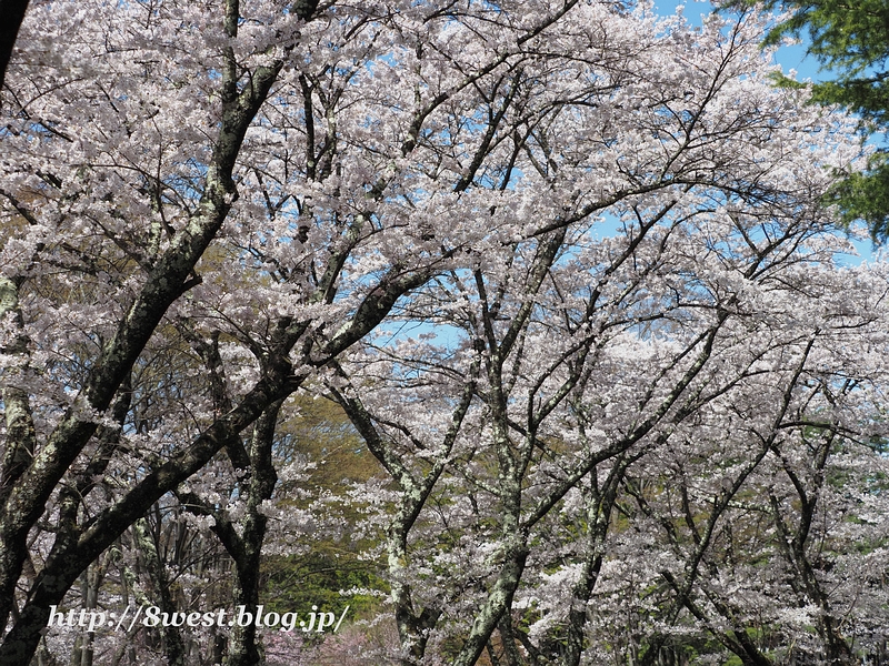 桜21