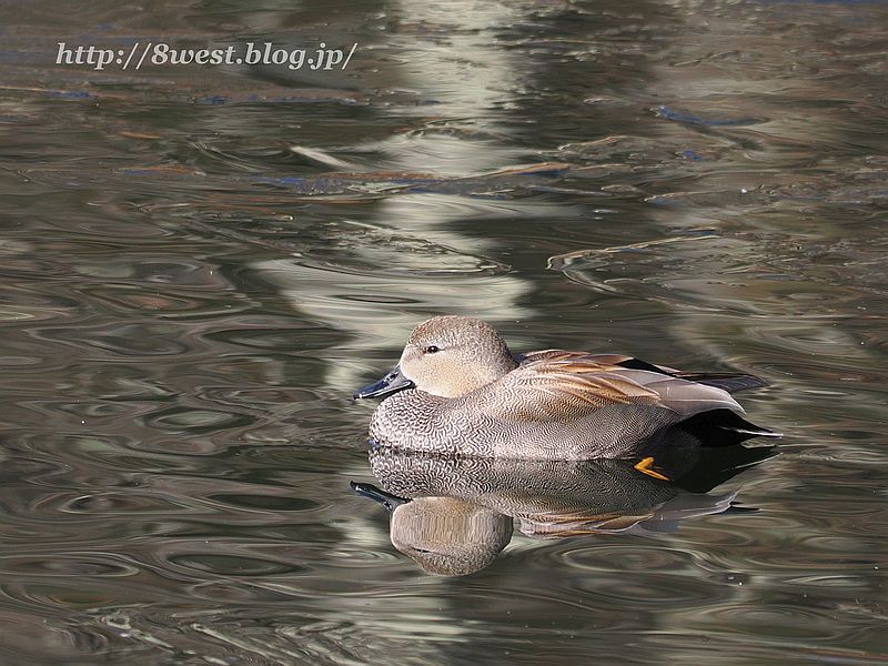 オカヨシガモ11