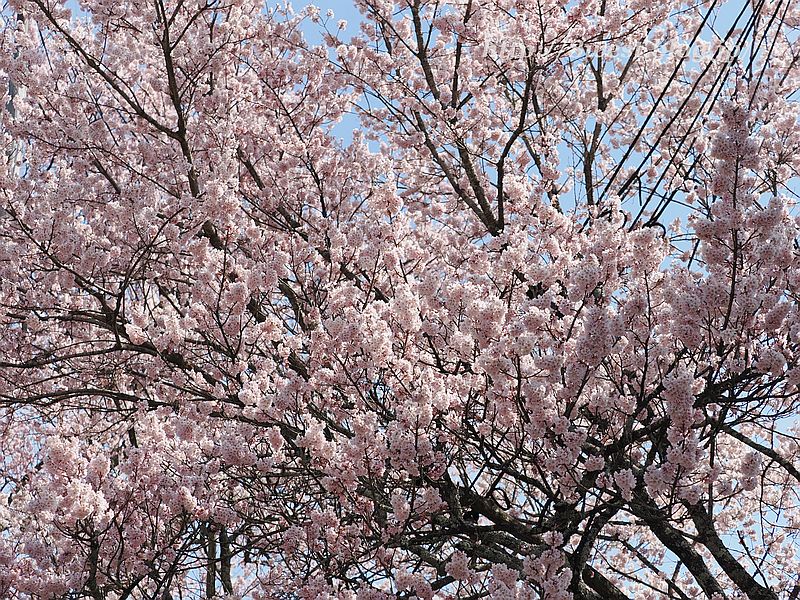 神代桜14