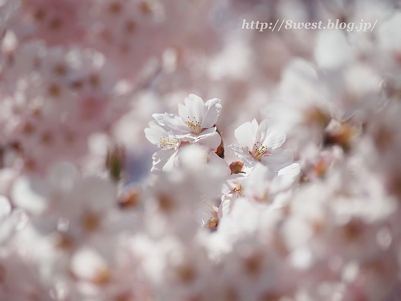 桜29
