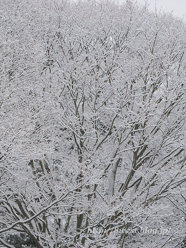 雪2