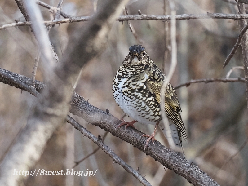 トラツグミ2