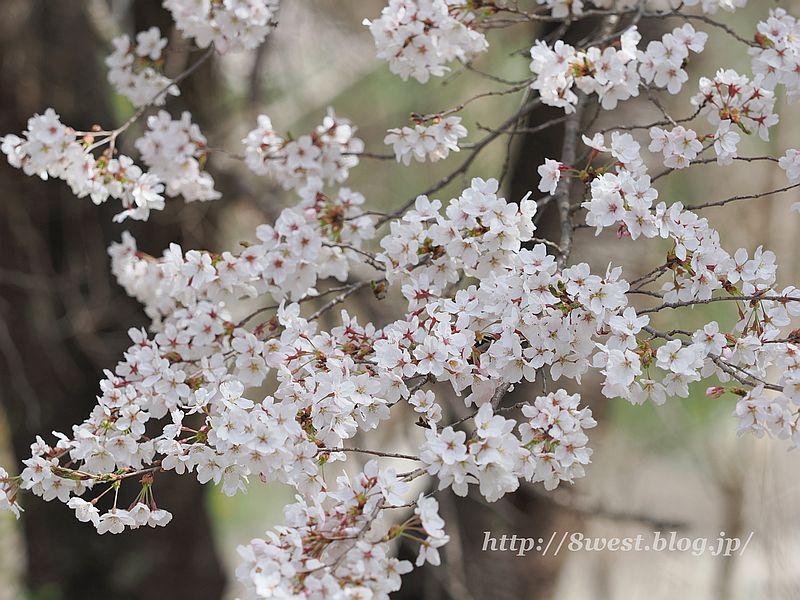 桜02
