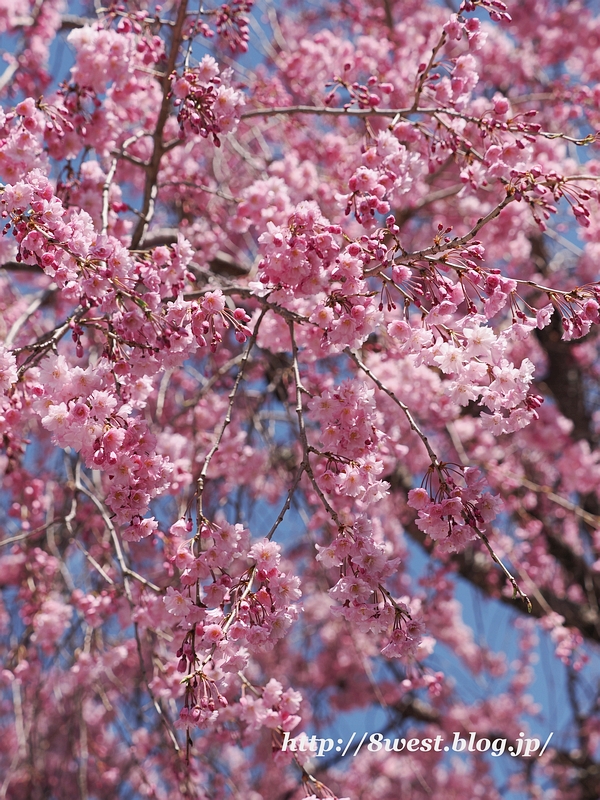 八重紅しだれ桜3