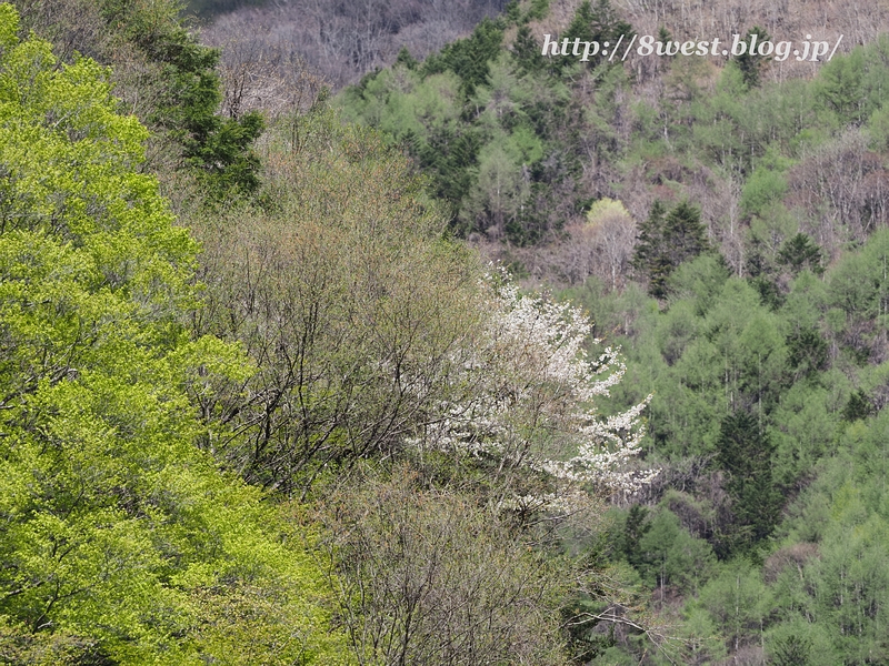 霞桜1