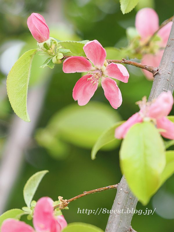 花梨2