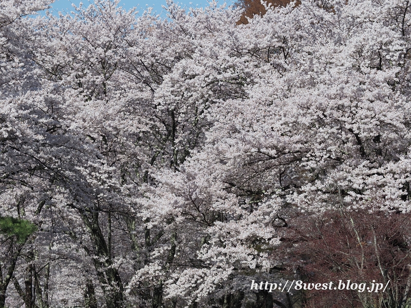 桜01