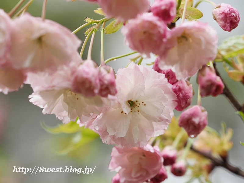 八重桜