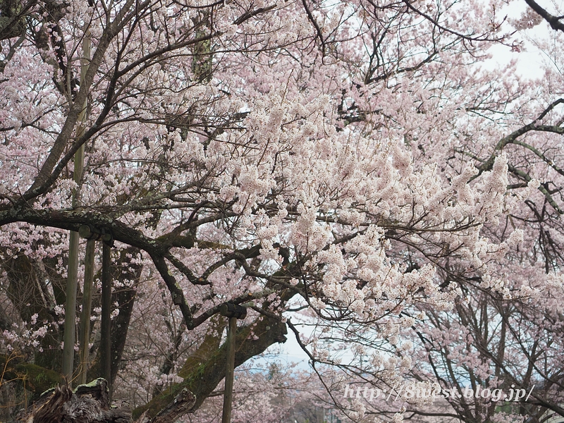 神代桜06