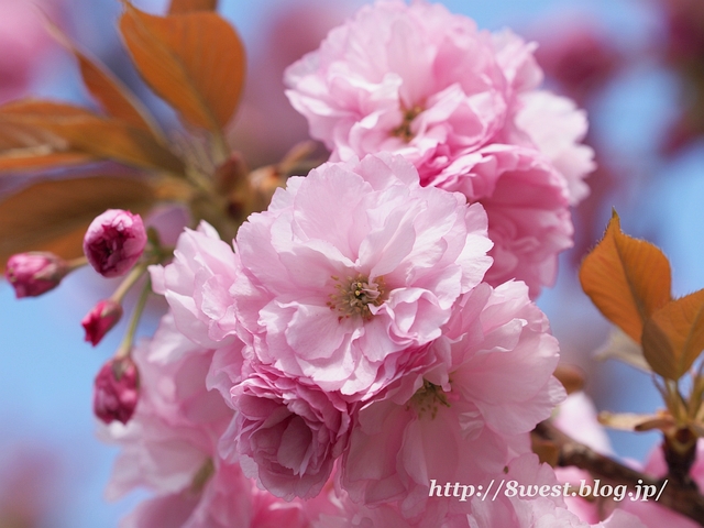 八重桜3