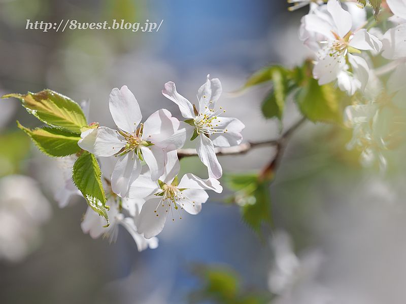 霞桜17