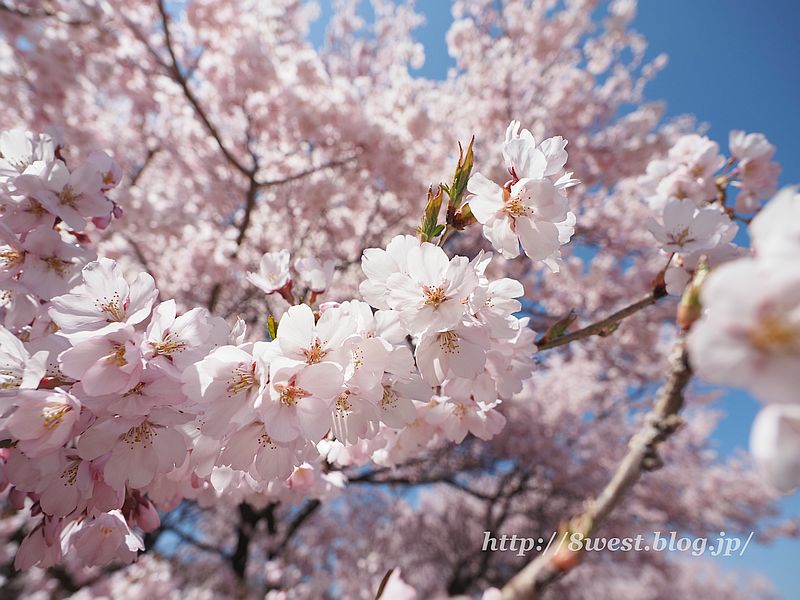 桜37