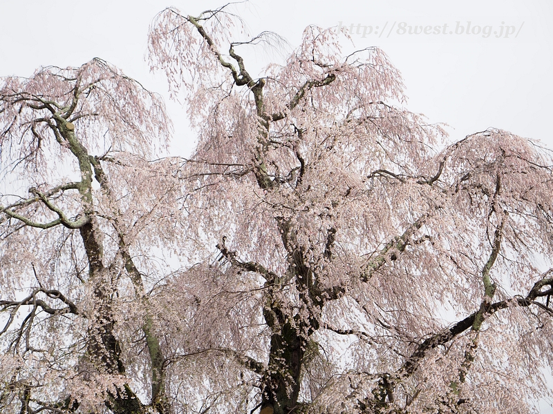 祖霊桜01