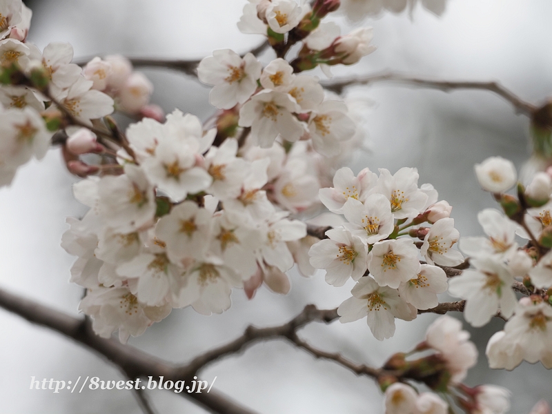 桜3