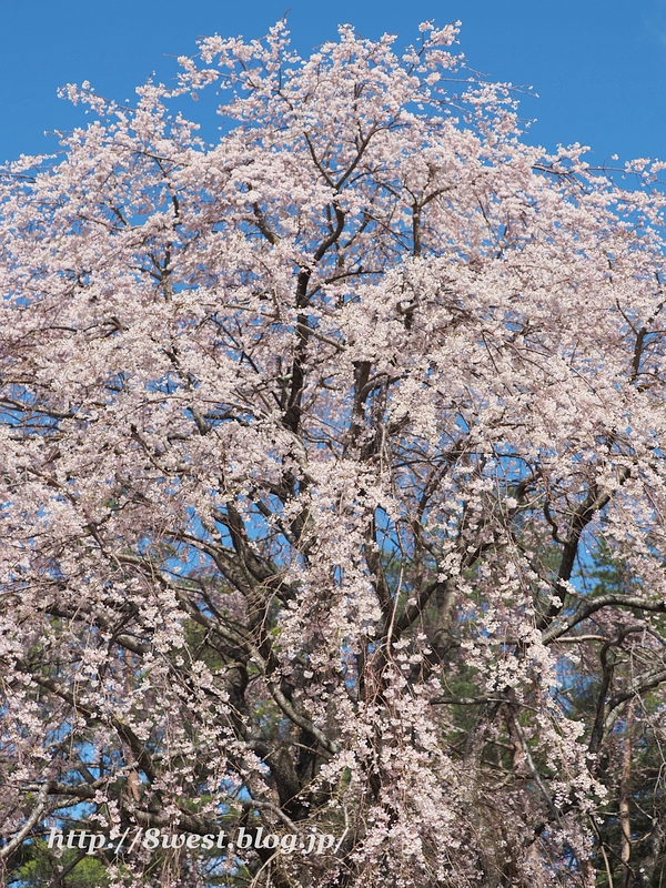 葛窪枝垂桜01