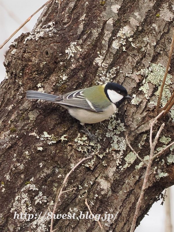 シジュウカラ