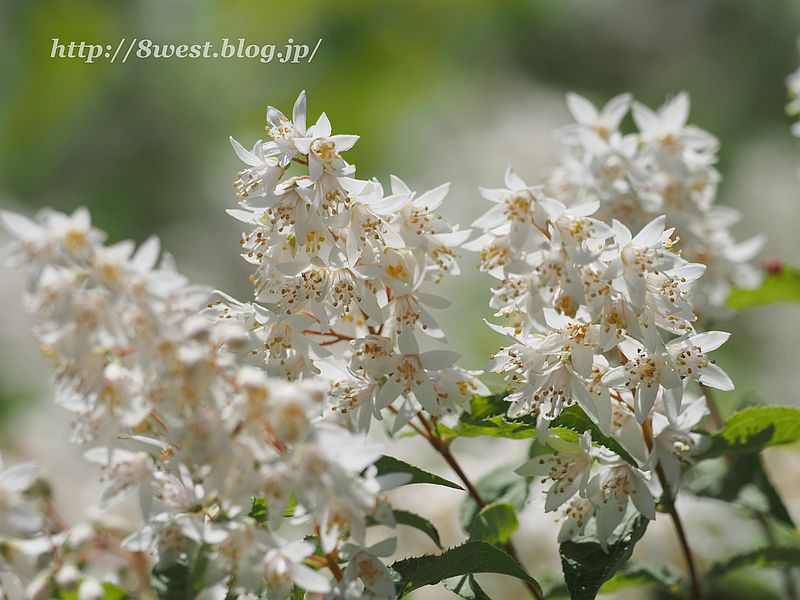 ウツギ1