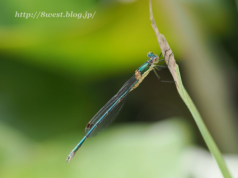 アオイトトンボ