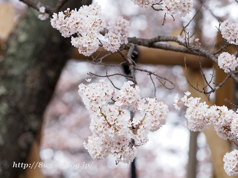 山高神代桜06