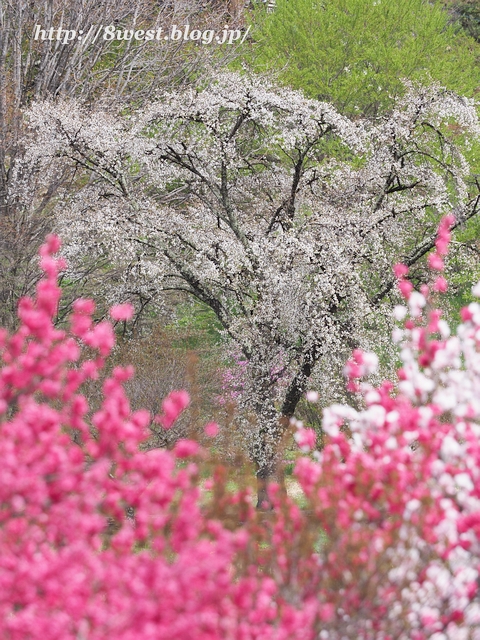 霞桜14