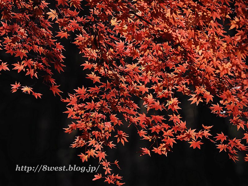 モミジ5