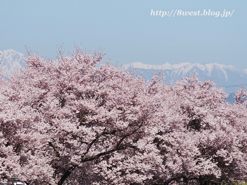 桜と槍ヶ岳D2