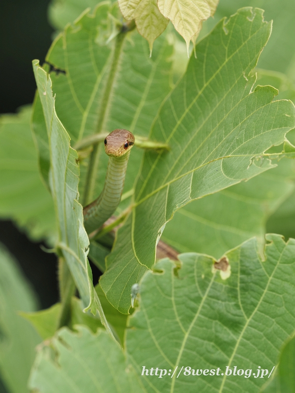 シマヘビ04