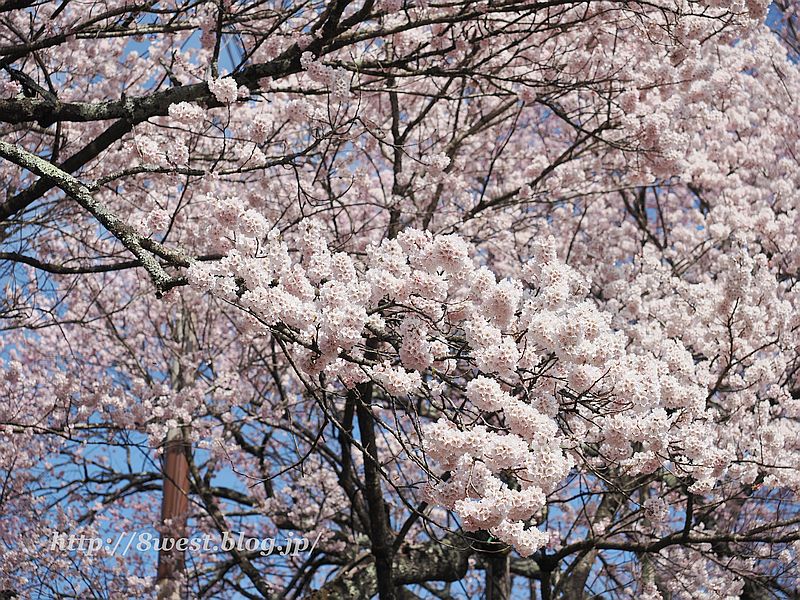 神代桜18