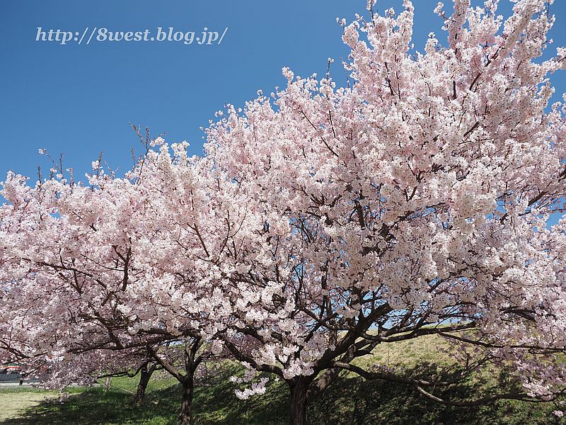 桜09