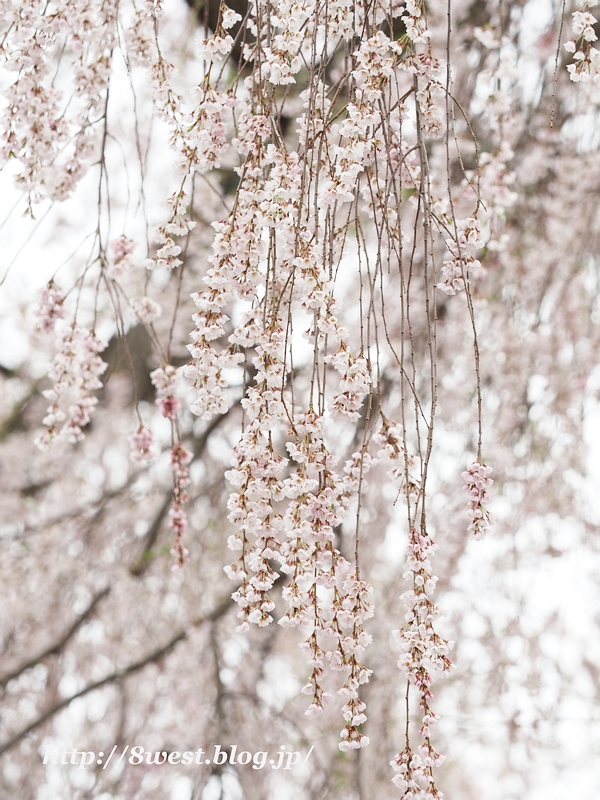 祖霊桜25