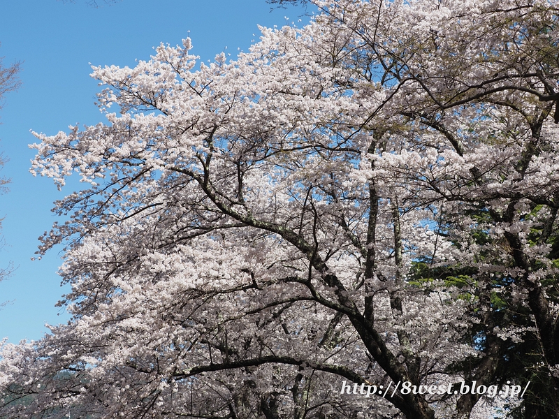 桜13