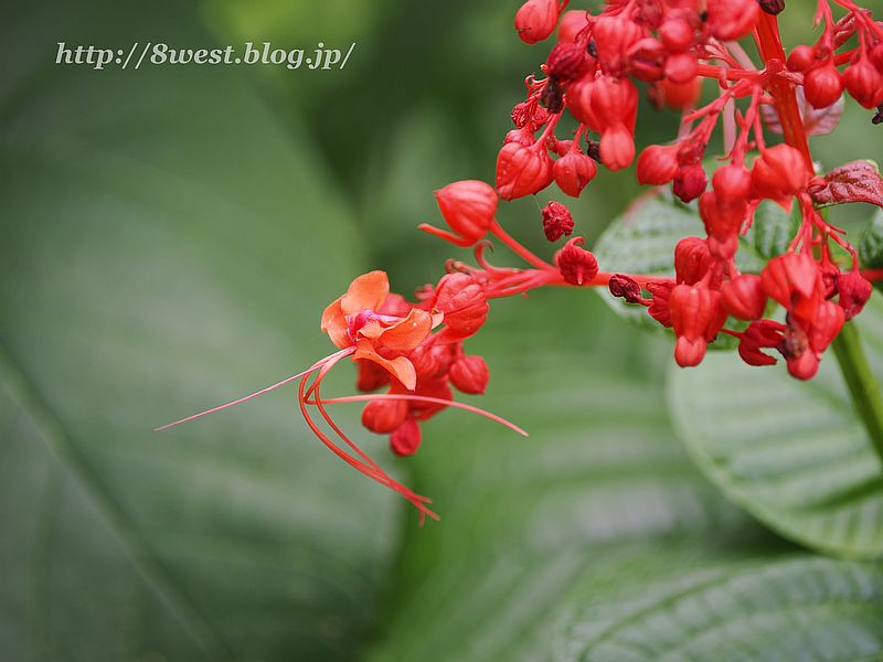 花4