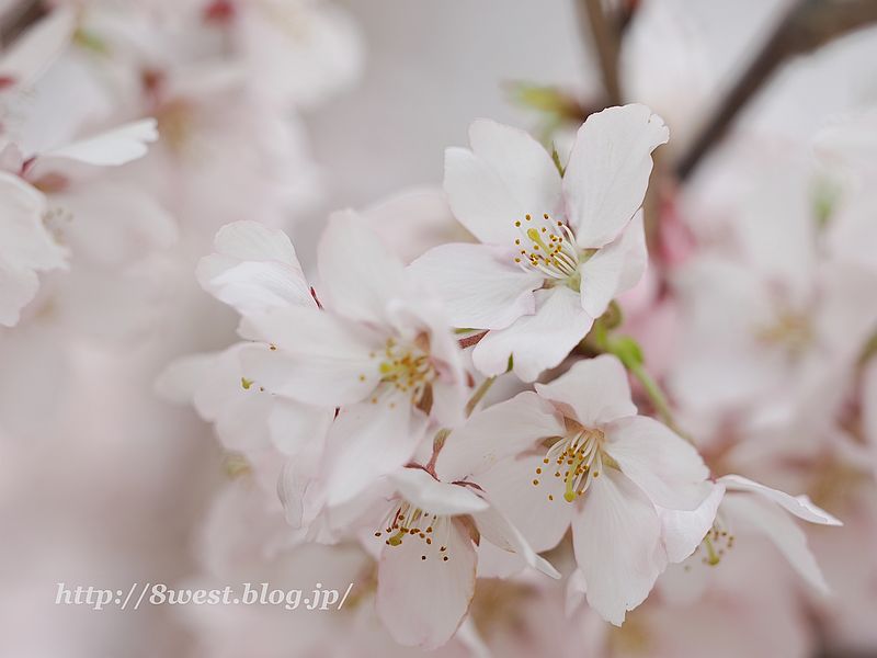 高遠小彼岸桜23