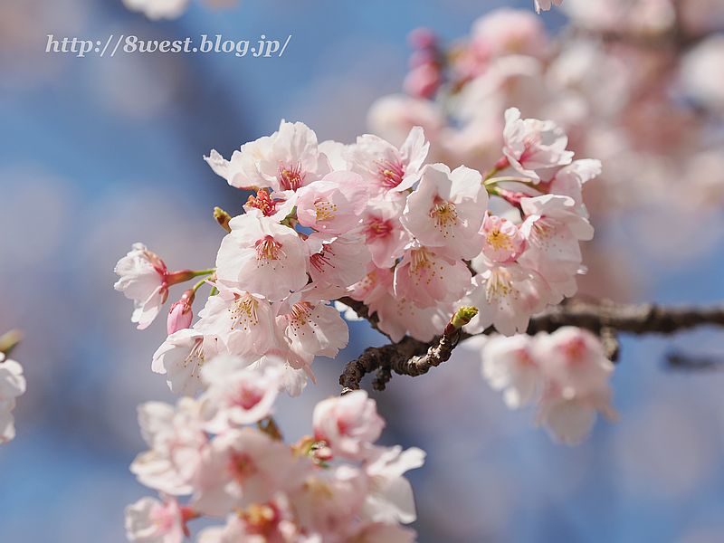 桜1