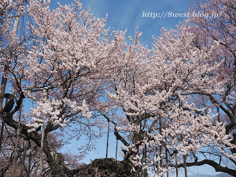 神代桜13
