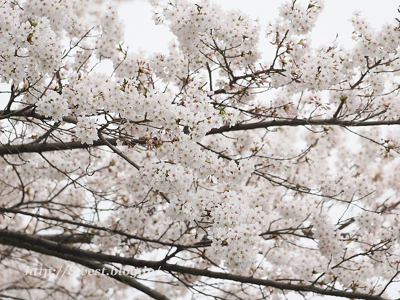 桜13