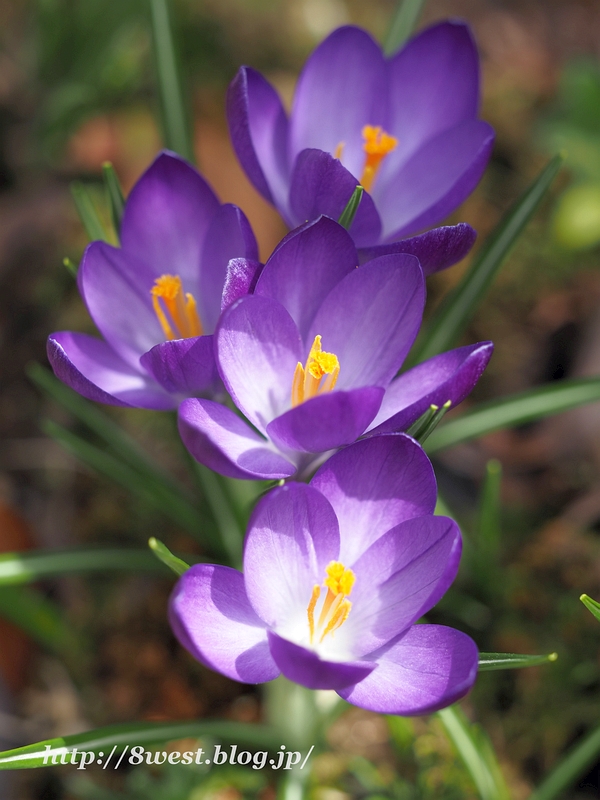 クロッカス1