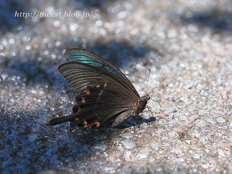 ミヤマカラスアゲハ3