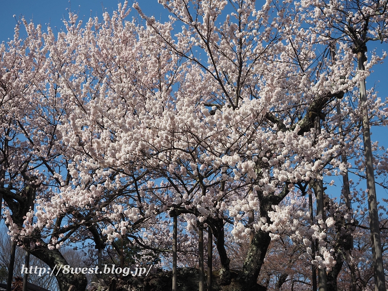 神代桜06